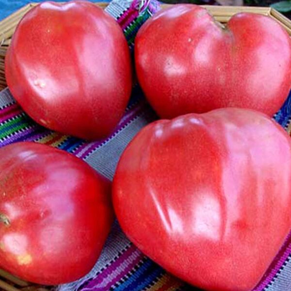 Tomates roses Oheart, type cœur de taureau