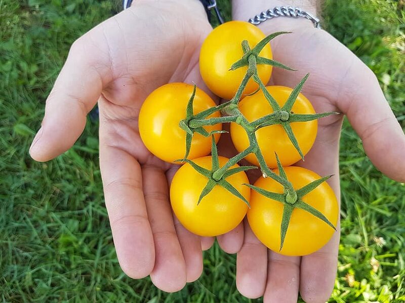 Orange cream. Productive, hardy, greenhouse tomato. Tomato seeds.