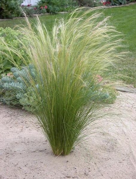 Stipa. Stepju līga. Ponty tails smilgas. Stipa tenuissima. Sēklas.