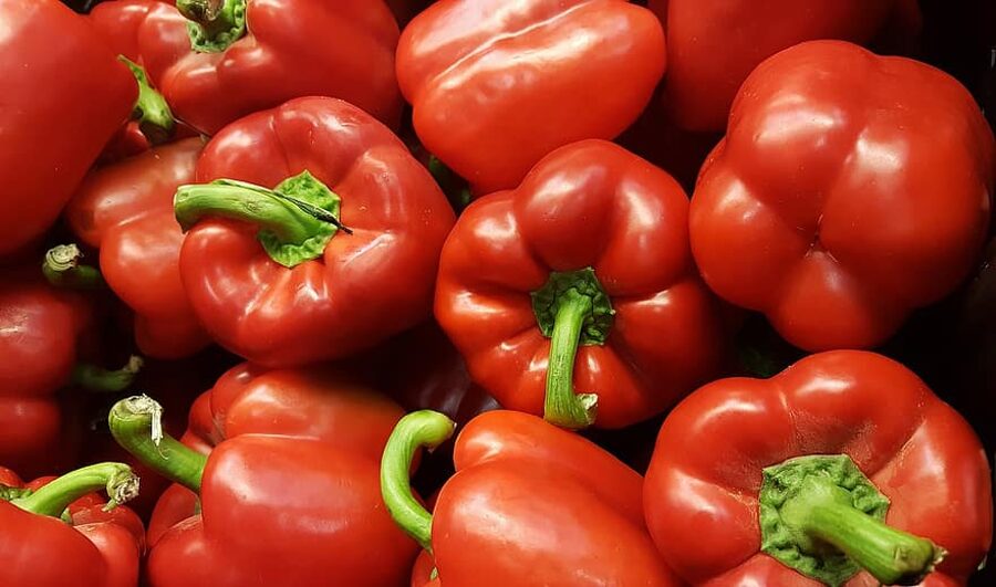 Paprika Granova. Capsicum annuum L.