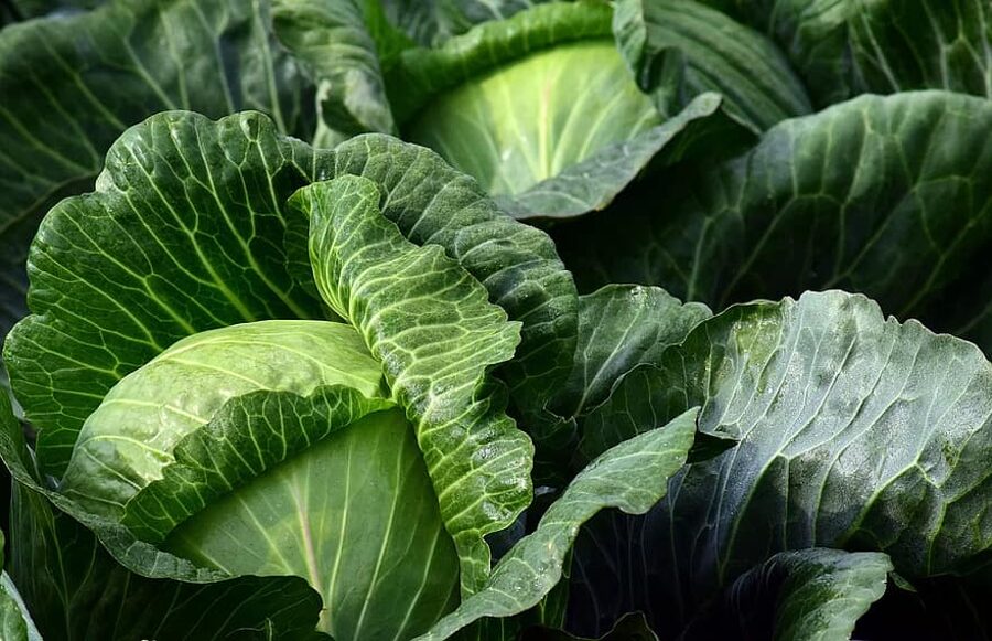 Galviņkāposti Parus. Brassica oleracea var. capitata. 