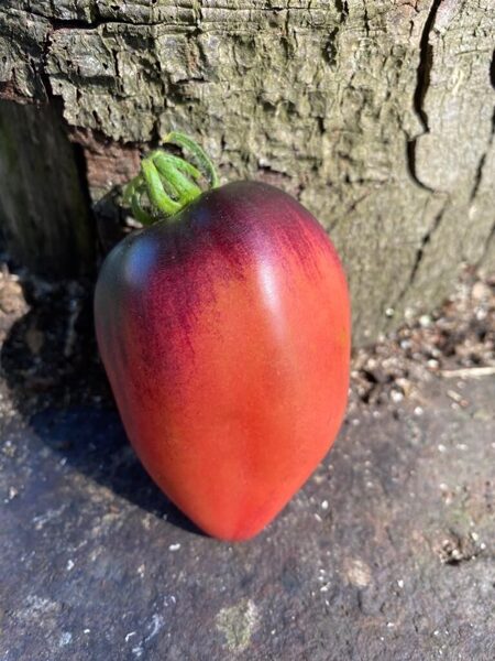 PASCAL DE PICARDIE. Rare, beautiful, greenhouse tomatoes. Tomato seeds.