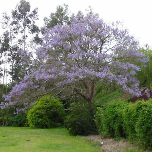 Princešu koks. Paulonija. Paulownia shan tong. 