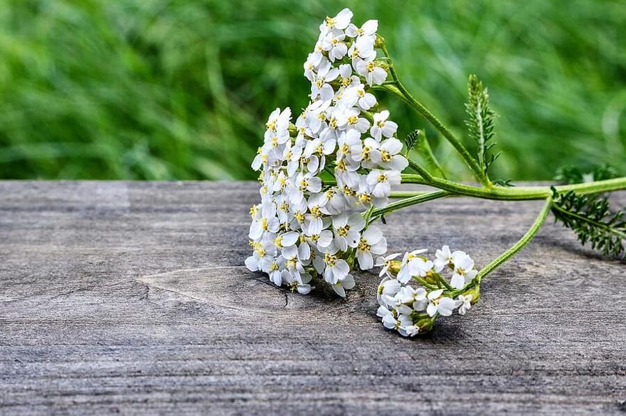 Pelašķis. Achillea millefoliu