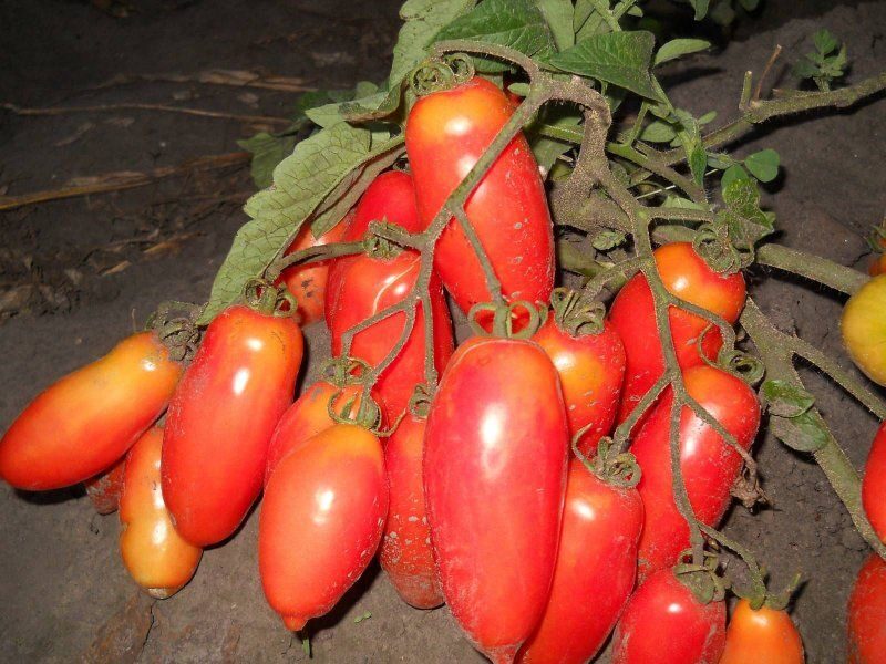 PERO ZHAR-PTITSY(Firebird Feather) Greenhouse plum-type tomatoes. Tomato seeds.