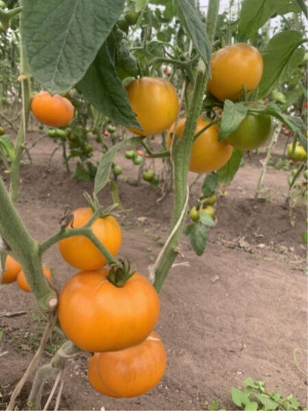 Peach. Delicious, yellow, greenhouse, field tomatoes. Tomato seeds.