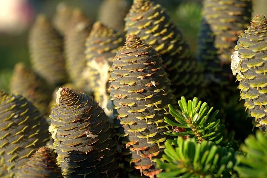 Seaside white fir.Abies holophylla.