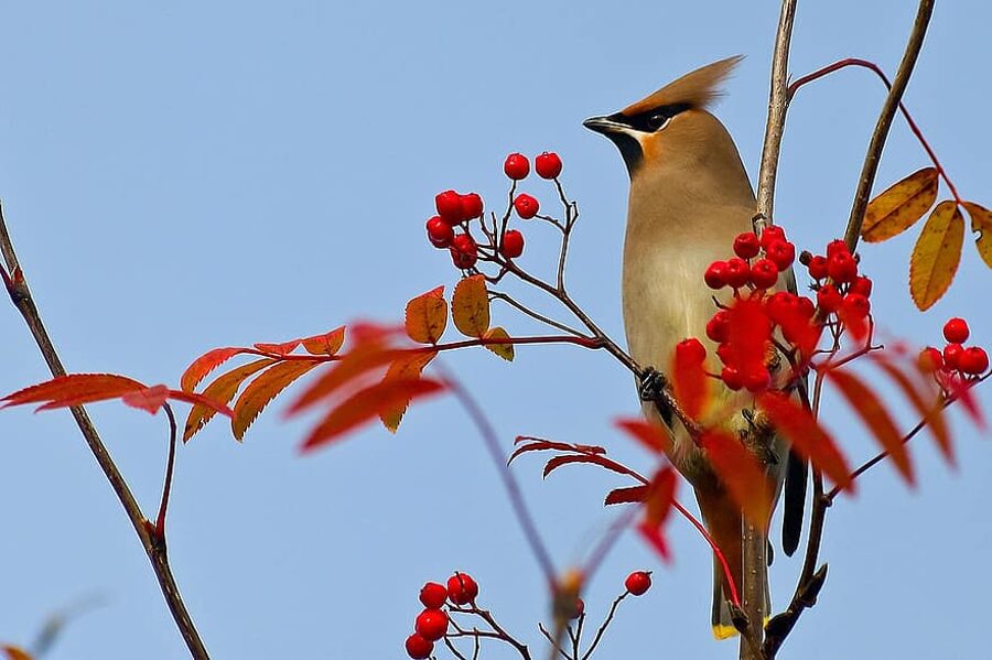 Pīlādzis. Sēklas. Sorbus aucuparia. 