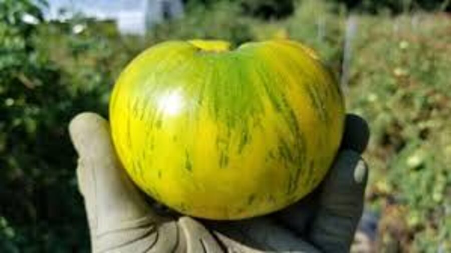Pineaple pig.Green, yellow, white, greenhouse tomatoes. Collection variety. Tomato seeds.