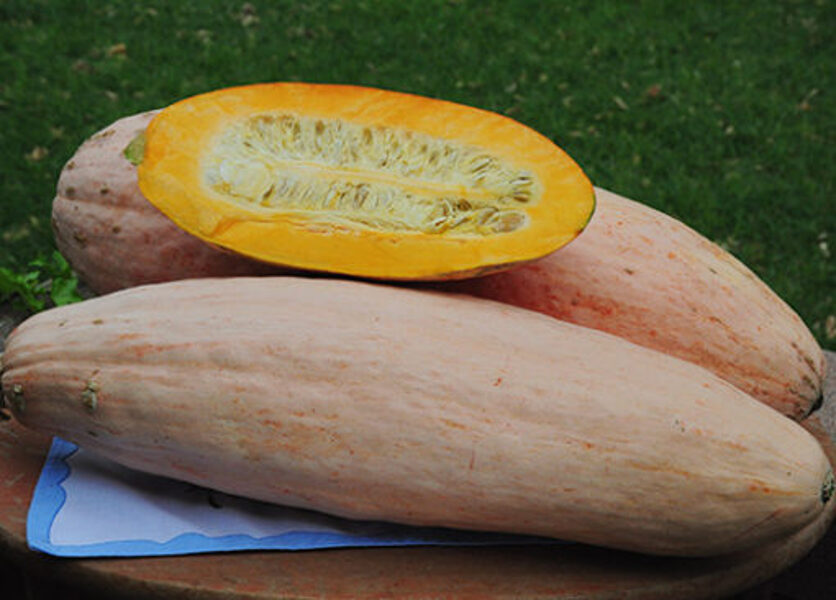 Pink Banana Jumbo. Kirbis. Cucurbita maxima Duchesne. 