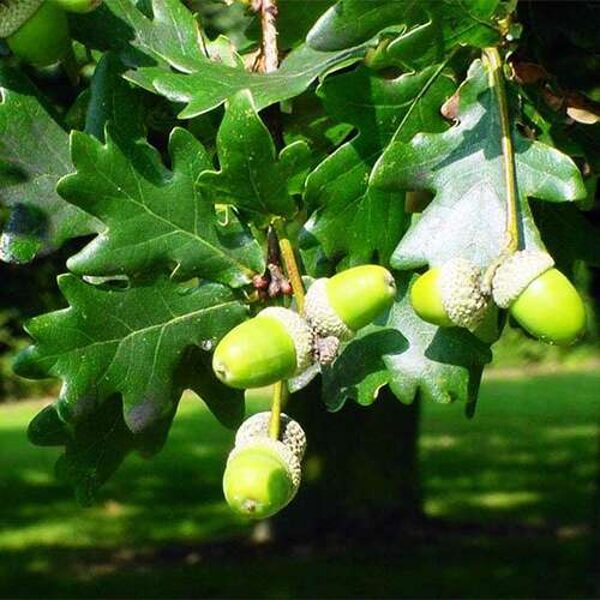 Pyramidal ek. Quercus robur f. fastigiata. Frön. H-40m