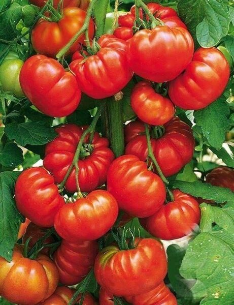 Pitanga red. Sarkano, rievoto, siltumnīcas tomātu sēklas.