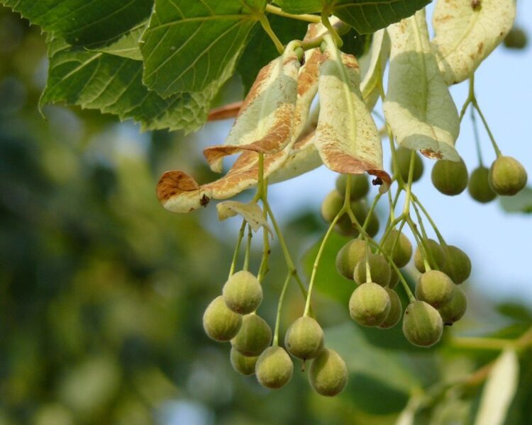 Bredbladet lind. Frø. Tilia platyphyllos