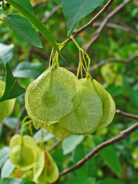 Ptēleja. Trīslapu ptēleja. Naudas koks. Ptelea trifoliata .