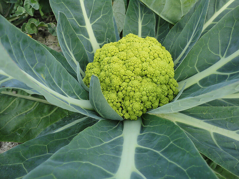 Puķkāposti Trevi. Brassica oleracea. 