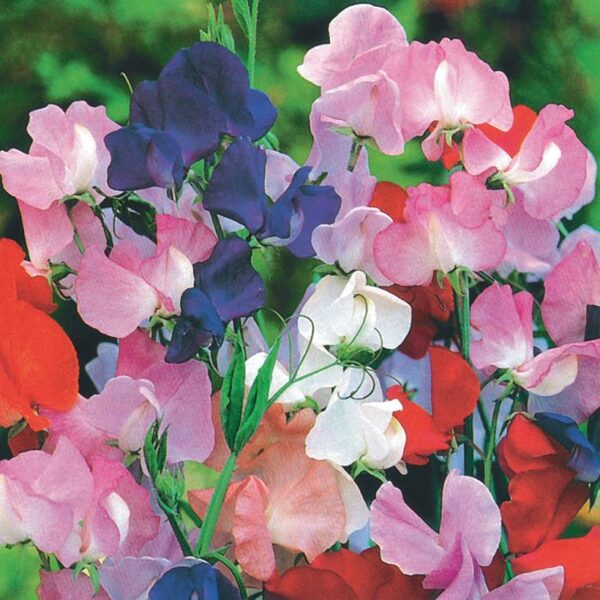 Sweet pea. Royal family. Seeds.