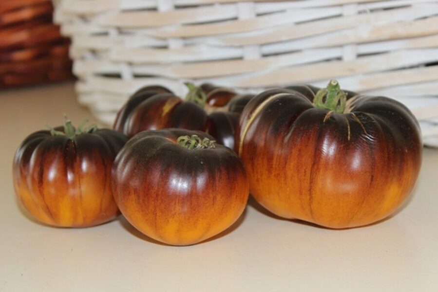 Purple sunrise. Colorful and beautiful tomato seeds for the greenhouse.