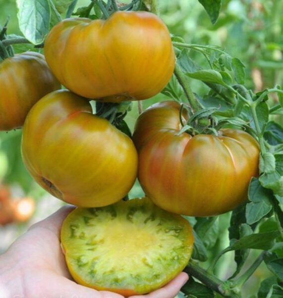 Romovaja baba. Tomāti. Sēklas.