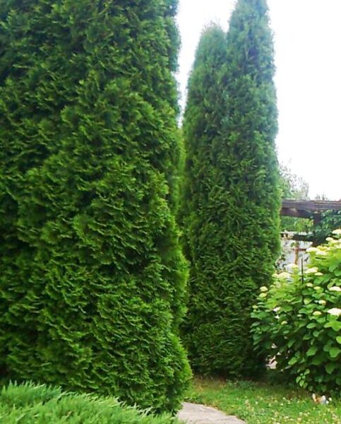 Western thuja 'Rosenthalii' Seeds. Thuja occidentalis 'Rosenthalii' 