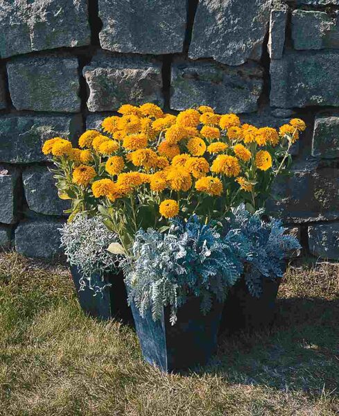 Low rudbeckia. Fluffy rudbeckia. Seeds.