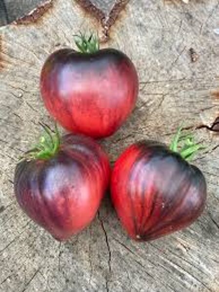   Sergeant Pepper. Colorful, dark pink, blue-violet, greenhouse tomatoes. Collection variety. Tomato seeds.