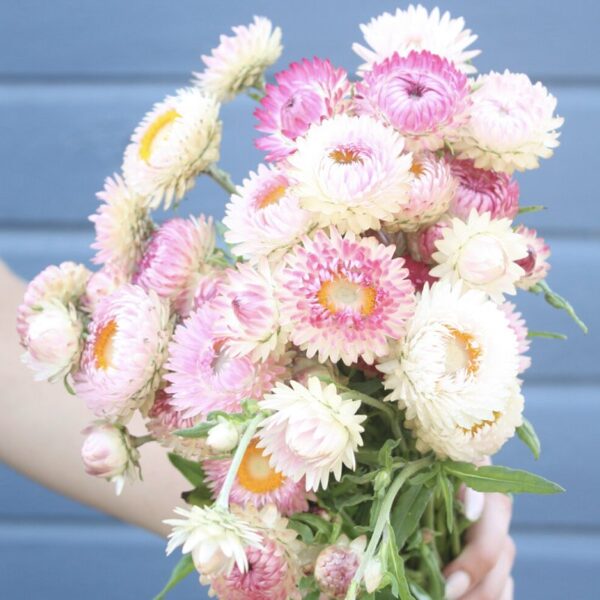Helichrysum (helichrysum bracteatum) Swiss Giant. Seeds. Delicate, romantic pink-colored helichrysum 80 - 90cm high.