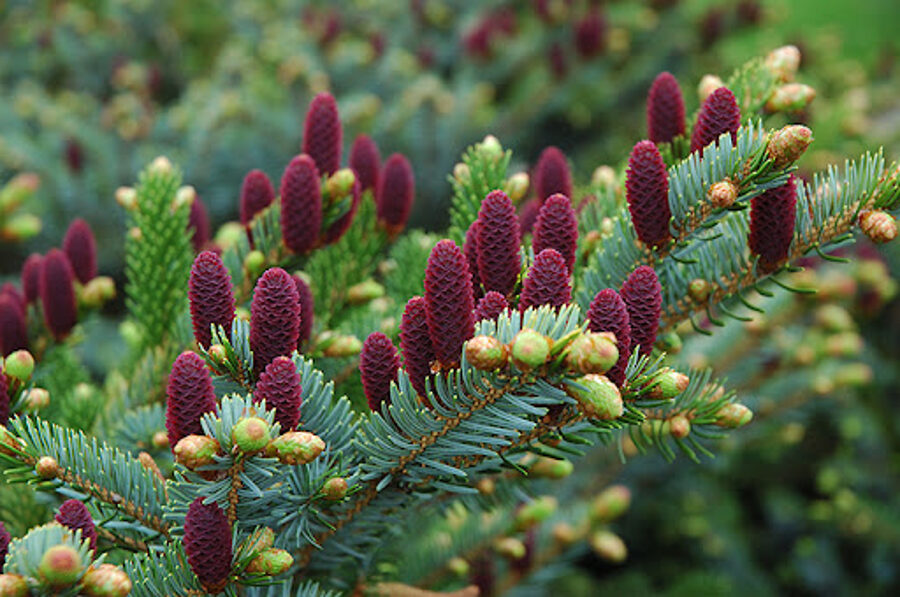 Red spruce. Picea rubens. Seeds. Seeds of rare trees.