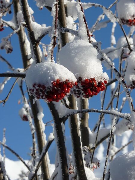 Red rowan seeds. Beautiful rowan with dark red berries. Height 3m.; width- 1.5m.;