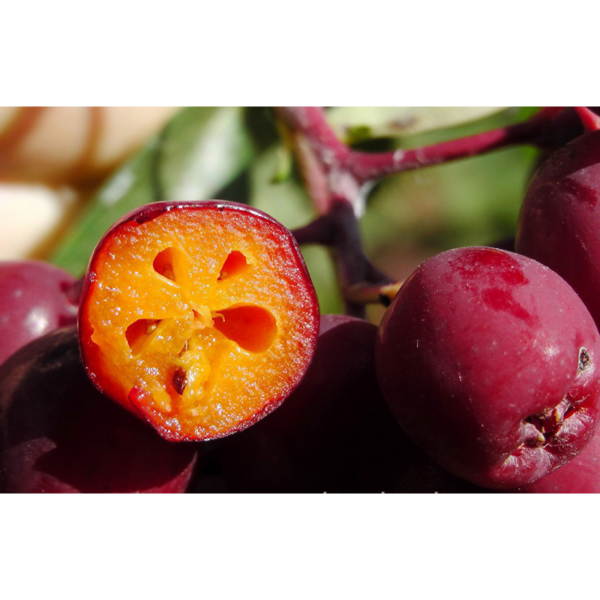 Sementes de sorveira vermelha. Bonita sorveira com frutos vermelhos escuros. Altura 3m.; largura- 1,5m.;