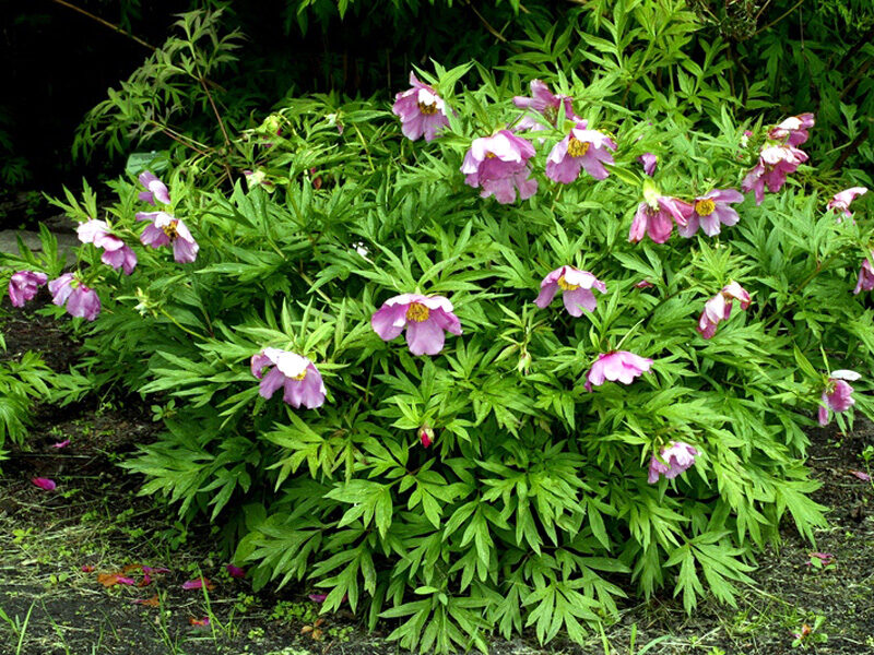 Anomalous peony. Wild peony.PAEONIA ANOMALA SUBSP. VEITCHII . Seeds.