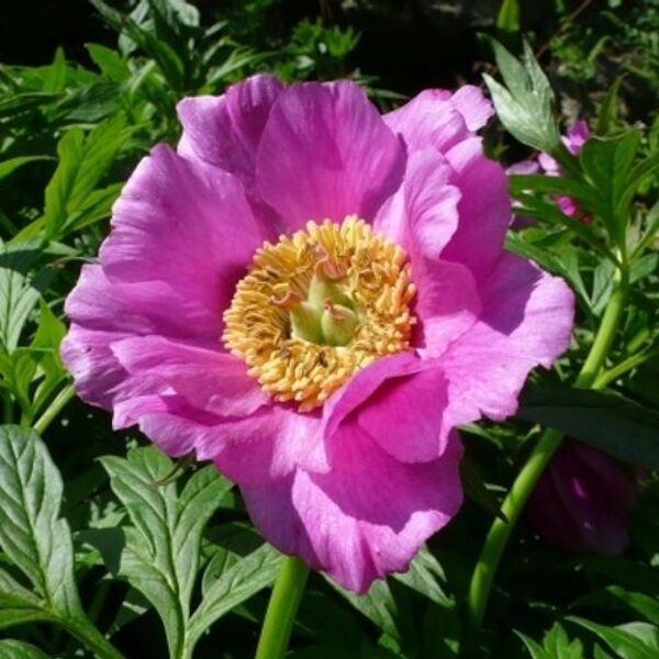 Nenormalus bijūnas. Laukinis bijūnas.PAEONIA ANOMALA SUBSP. VEITCHII . Sėklos.