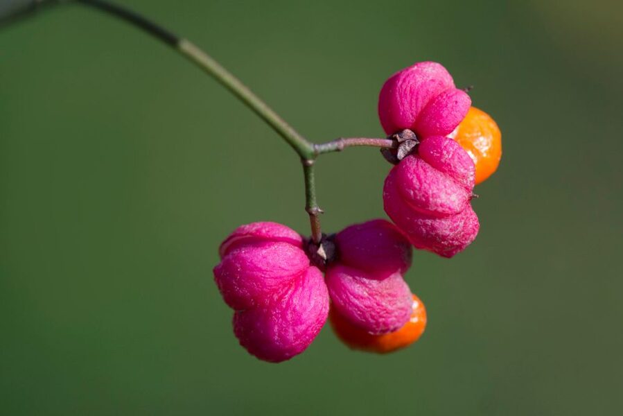 European Euonymus; Euonymus europaeus L. Seeds.