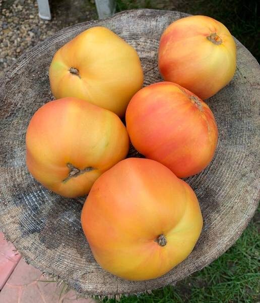 Serafima. Yellow with red, greenhouse tomatoes. Latvian variety. Tomato seeds.