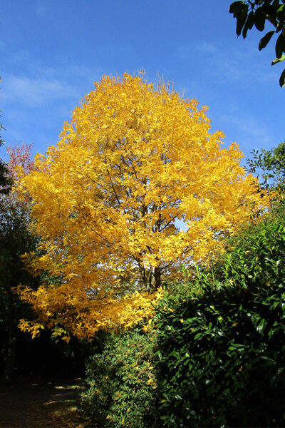 Sirdsveida kārija. Rieksts. Carya cordiformis.