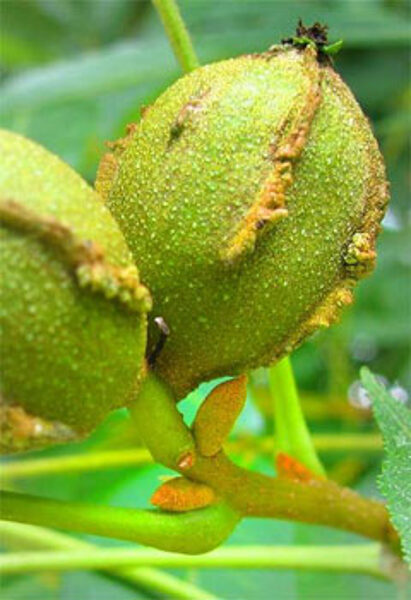 Sydämenmuotoinen carya. Carya cordiformis. Puiden siemenet.