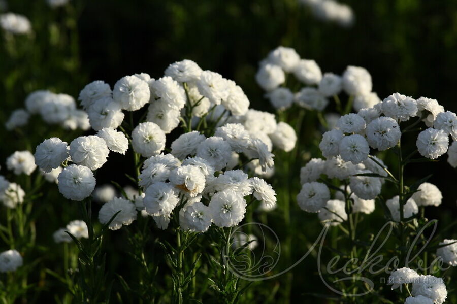 Sneezewort. Yarrow. Ptarmica vulgaris Blackw. et DC. (syn. Achillea ptarmica L.) Seeds. 10s.