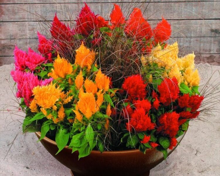 Spalvu celozija. Mix. Celosia argentea plumosa. 