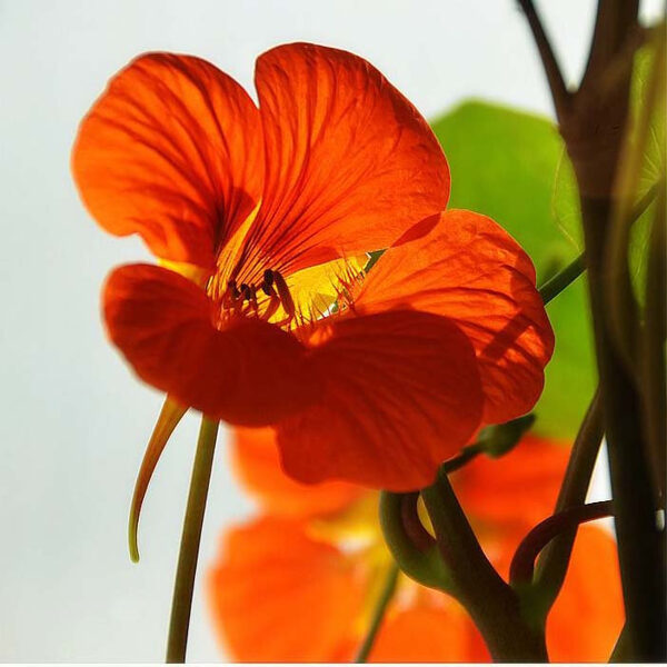 Shield nasturtium. Orange Scarlet. String cress. Annual flower seeds. 