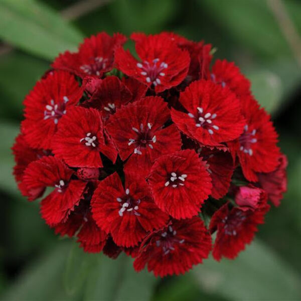 Studentu neļķes. Čemuru neļķe.  Dianthus barbatus. Sēklas.
