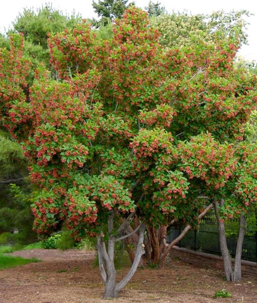 Tatarian maple. Seeds. Acer Tataricum.