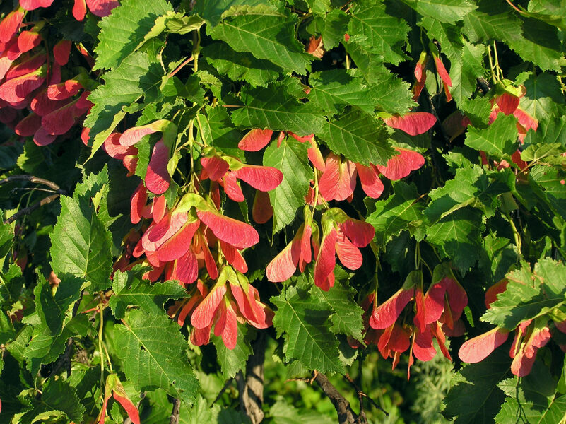 Клен татарский. Семена. Acer Tataricum.