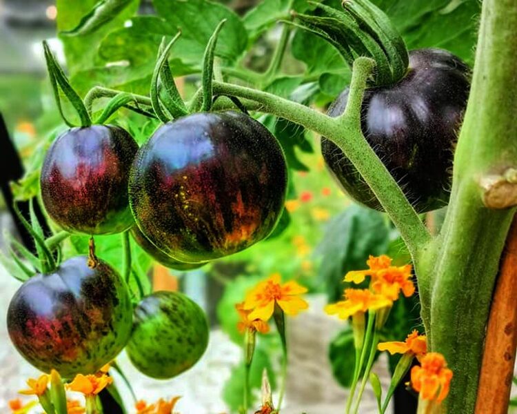 The Musketeers. Dark, colorful, greenhouse tomatoes. Seeds.