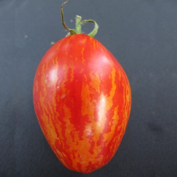 TRENTON’S TIGER, Red with green stripes, collection tomatoes. Tomato seeds.