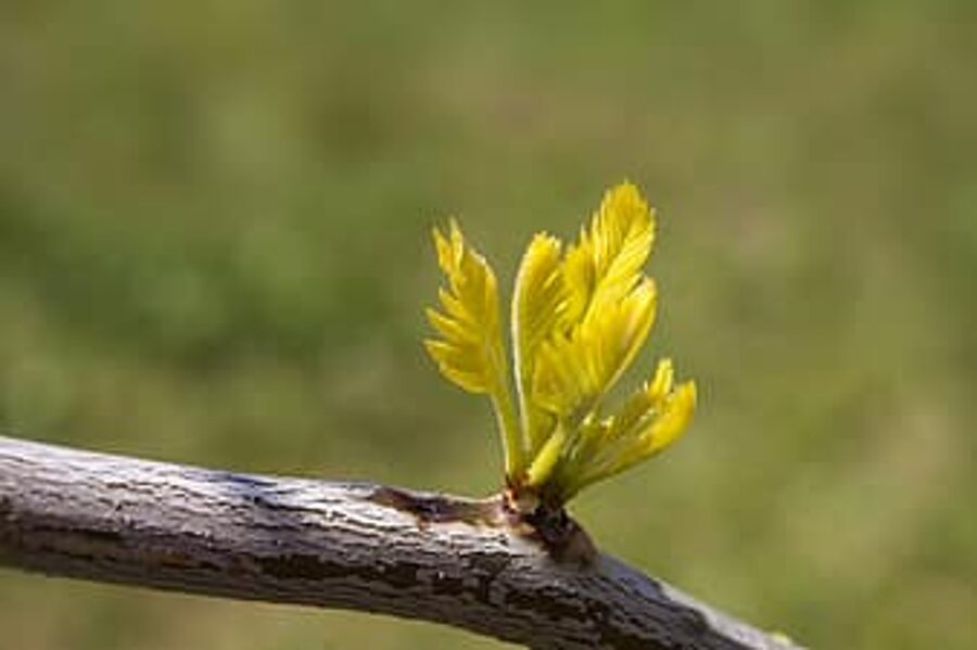 Amerikanische Gleditschie. Samen. Gleditsia triacanthos
