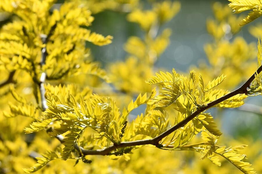 Patín de hielo de tres espinas. Semillas. Gleditsia triacanthos 