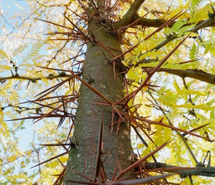 Trīsērkšķu gledīčija. Gleditsia triacanthos inermis. Sēklas. H 20-30m