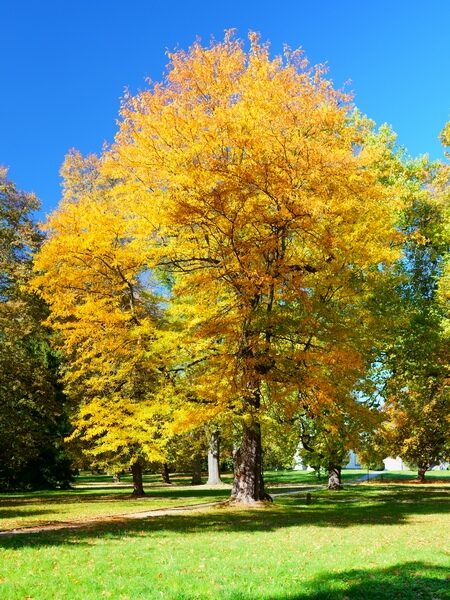 Трехшипый ледяной цветок.  Семена. Gleditsia triacanthos  Семена. Высота 20-30м