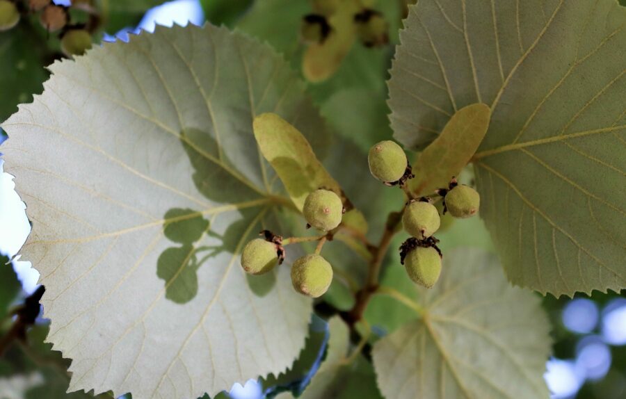 Rørformet lind. Sølv lind. Frø.