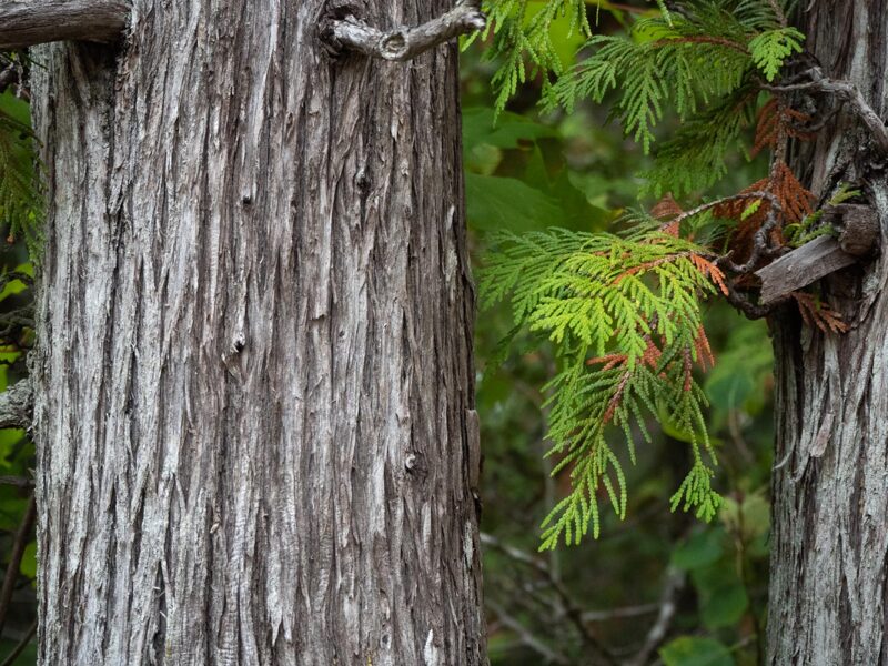 Western thuja. Seeds.