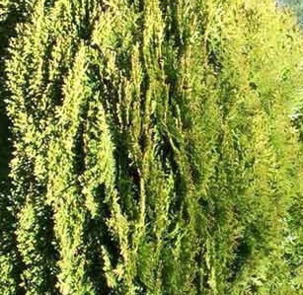 Thuja. Semperaurea. Thuja x plicatoides 'Semperaurea' Samen. H 2-4m